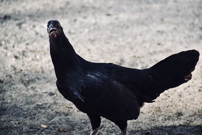 Close-up of black bird