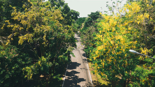 Road amidst trees and plants