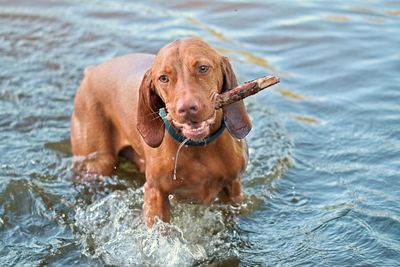 Portrait of dog in swimming pool