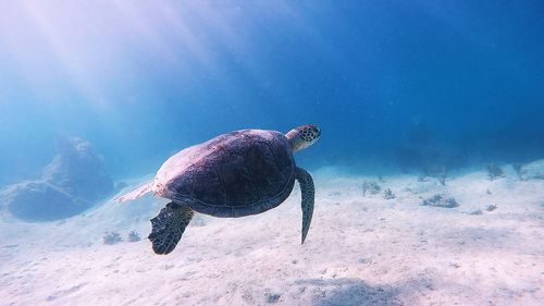 Close-up of turtle swimming in sea