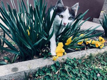 Portrait of cat by flower plants