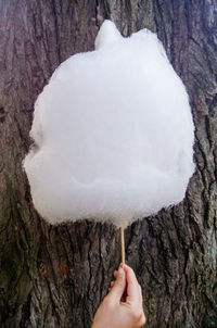 Close-up of frozen tree trunk