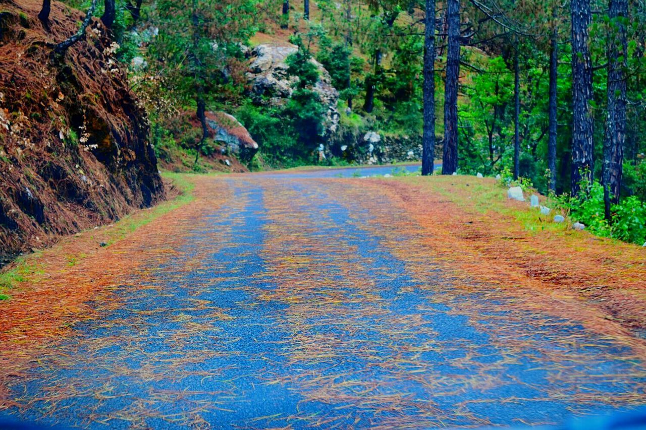 the way forward, tree, diminishing perspective, vanishing point, tranquility, road, tranquil scene, transportation, nature, dirt road, forest, growth, beauty in nature, treelined, empty road, scenics, footpath, street, narrow, long