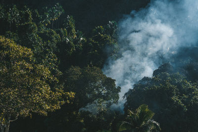 Smoke coming from the forest