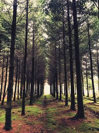 Trees in forest