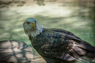 View of bald eagle