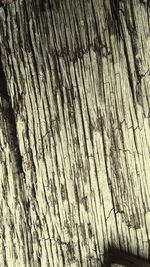 Full frame shot of tree trunk