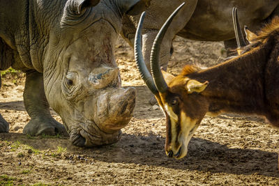 Rhino and antelope face to face