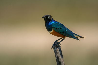 Superb starling on dead tree in profile