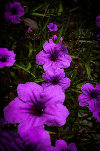 flowering plant