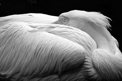 Close-up of white background
