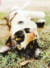 Close-up of a cat on field