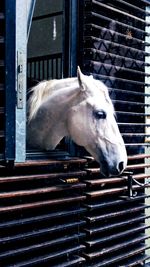 Close-up of horse in stable