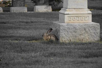 Rabbit by tombstone at cemetery