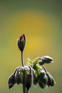 Close-up of plant