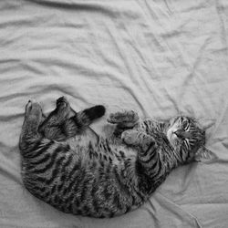 Cat sleeping on tiled floor