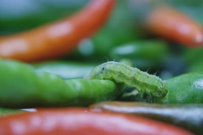 Close-up of a green worm eating chili.