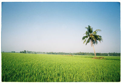 Trees on field