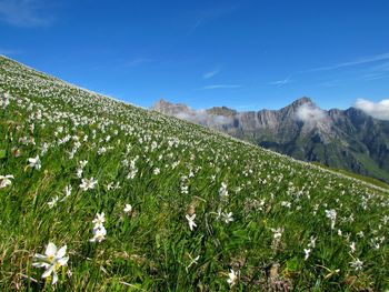 Scenic view of field against blue sky