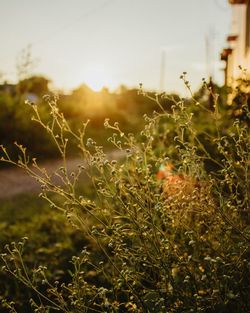 Close-up of flowering plants on field during sunset