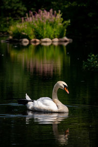 Swans swimming in lake