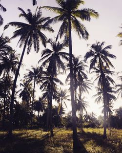 Low angle view of palm trees against sky