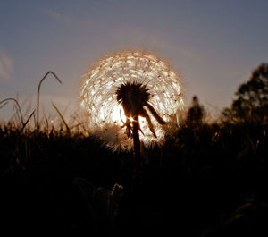 Close-up of dandelion on field against sky