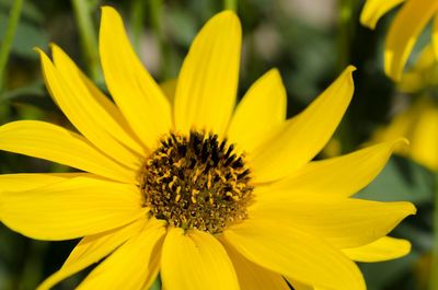 Close-up of yellow flower