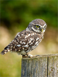 Close-up of bird perching on wood