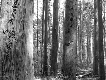 Trees in forest