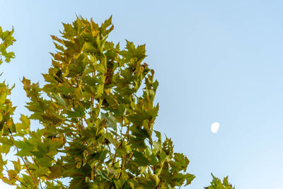 Low angle view of tree against clear sky