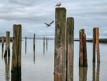 Seagull perching on wooden post in sea