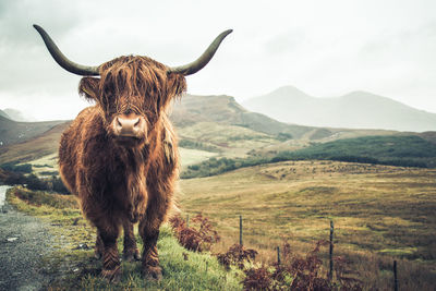 Portrait of a horse on field