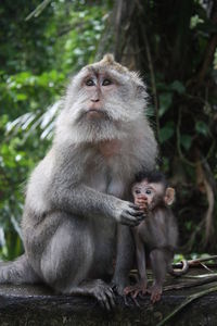 Close-up of monkey  mother protects baby 