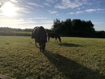 Horse standing in a field