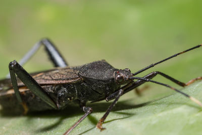 Close-up of assassin bug on green leaf