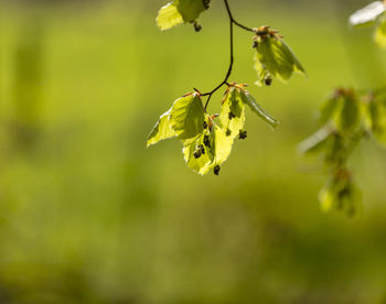 Close-up of yellow flowering plant