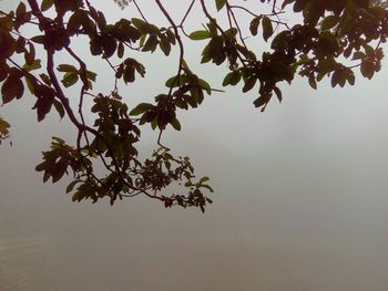 Low angle view of trees against sky