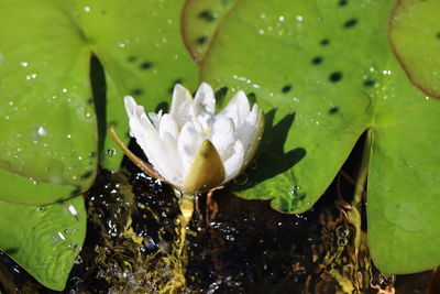 Close-up of raindrops and water lily on water