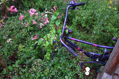 High angle view of flowering plants in garden