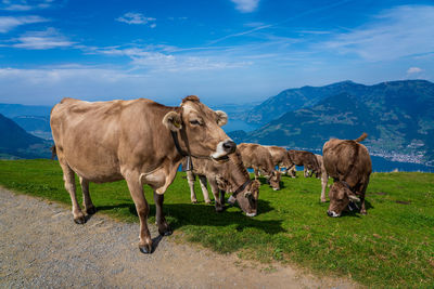 House cows grazing in the swiss mountains.