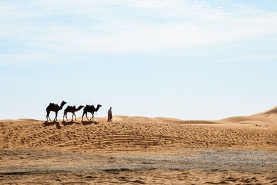 Man with camels at desert