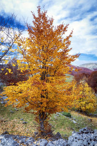 View of autumnal trees against sky