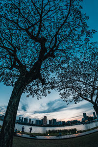 Tree by city against sky