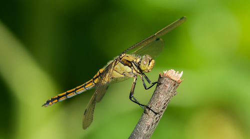 Close-up of insect on leaf