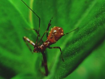 Close-up of insect on leaf