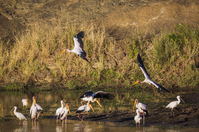 Flock of birds in the lake