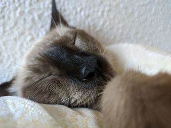 Close-up of cat sleeping at home