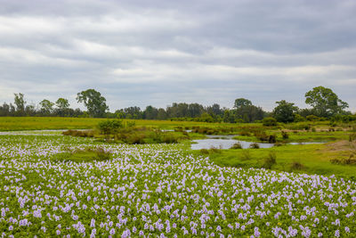 Scenic view of flowering plants on field against sky