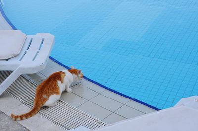 Elevated view of ginger cat advancing towards pool